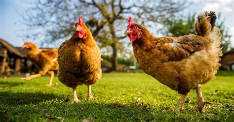patuka ng manok|Sundin ang Daily Checklist Para sa Wastong Pag .